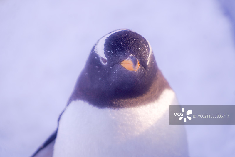 发光企鹅图片素材