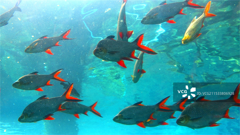 鱼翔浅底图片素材