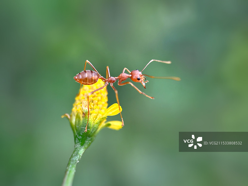 无限风光在险峰图片素材
