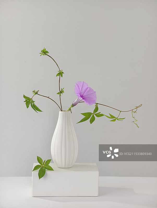 静物：牵牛花图片素材