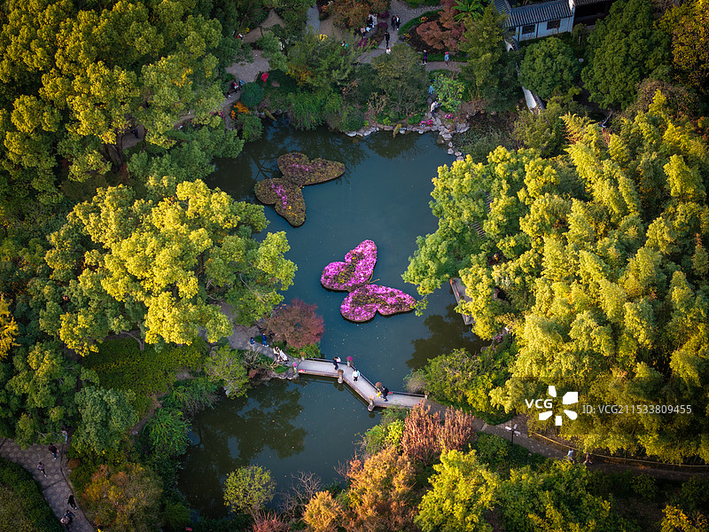 秋日蝴蝶花图片素材