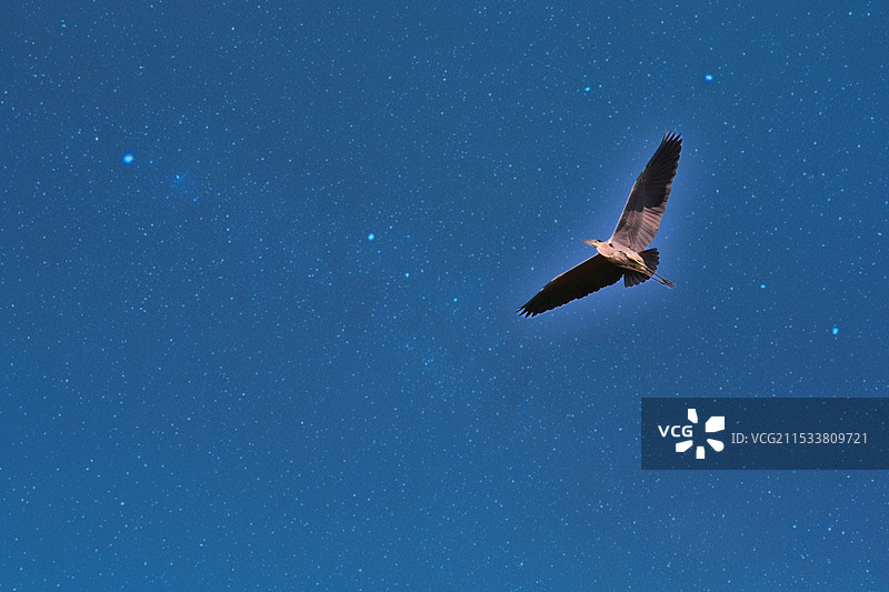 一只苍鹭鸟在星空下张开翅膀飞翔图片素材