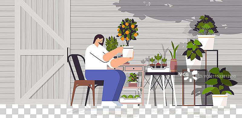 女性园丁正在照料盆栽橙子植物图片素材