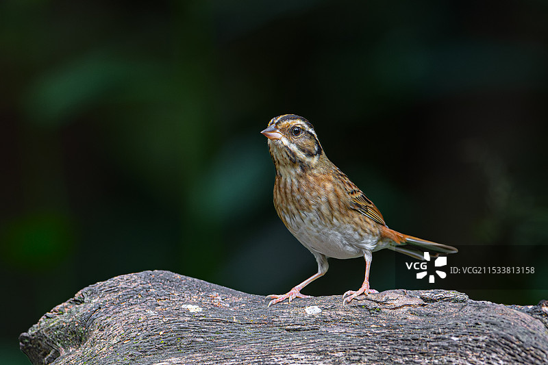 白眉鹀图片素材