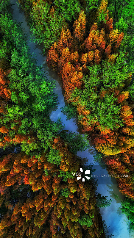 桤木河秋色图片素材
