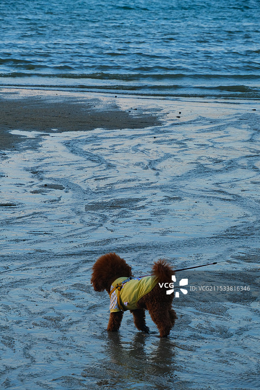 在海边散步上玩耍的小狗图片素材