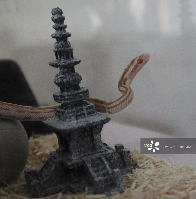 爬行动物蛇图片素材