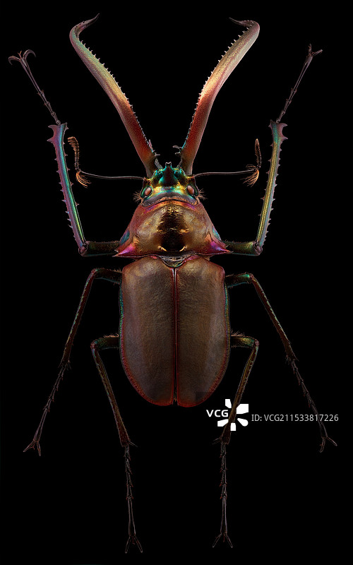 智利长牙锹甲Chiasognathus granti图片素材