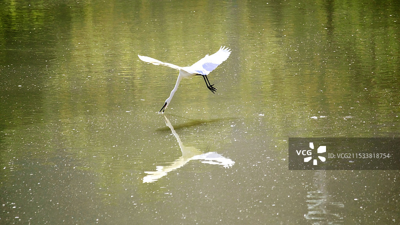 鹿鸣湖畔的白鹭在捕食图片素材