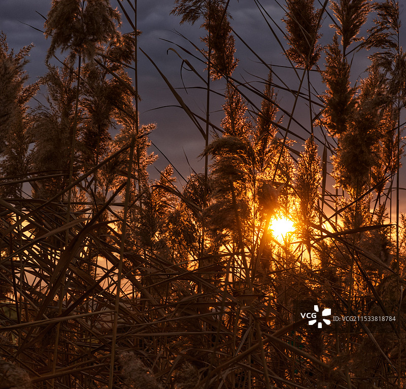 落日下的芦苇荡图片素材