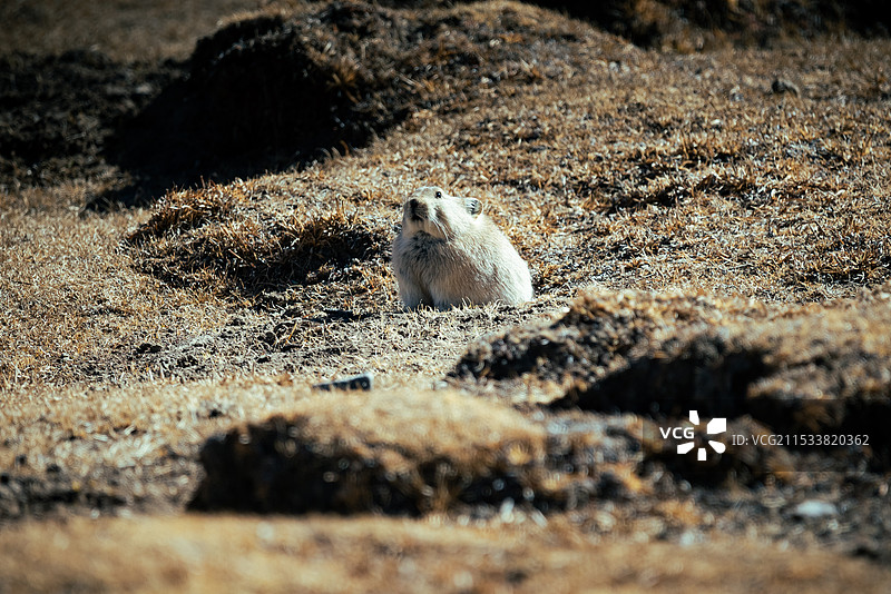 高原鼠兔 鼠兔 野生动物图片素材