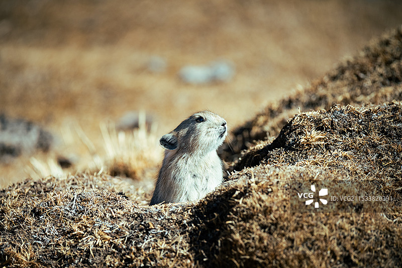 高原鼠兔 鼠兔 野生动物图片素材
