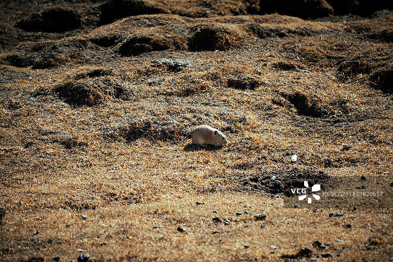 高原鼠兔 鼠兔 野生动物图片素材
