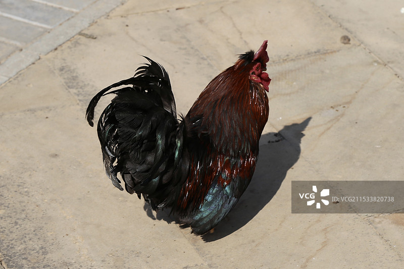 雄赳赳的大公鸡图片素材