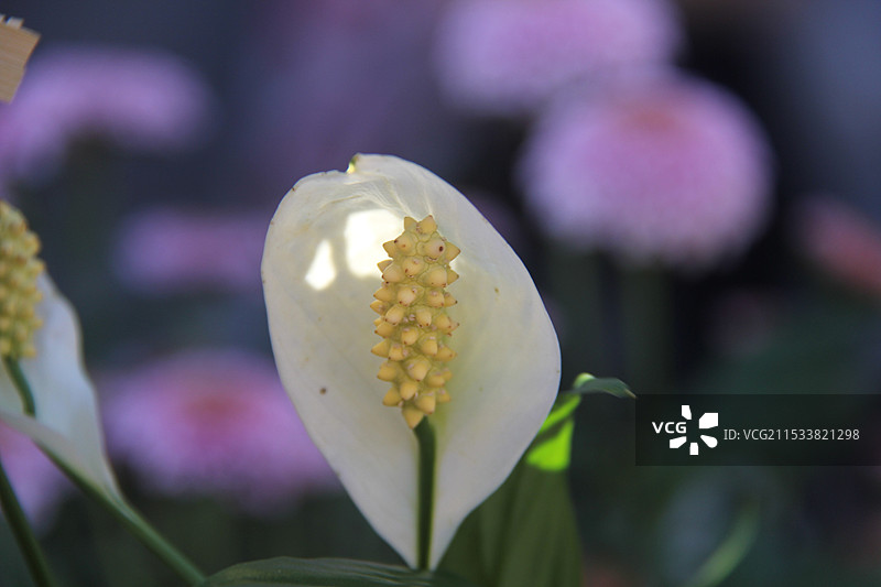 透着光线的、寓意“一帆风顺，万事亨通”的白掌，白鹤芋，插画，桌面，壁纸，清雅图片素材