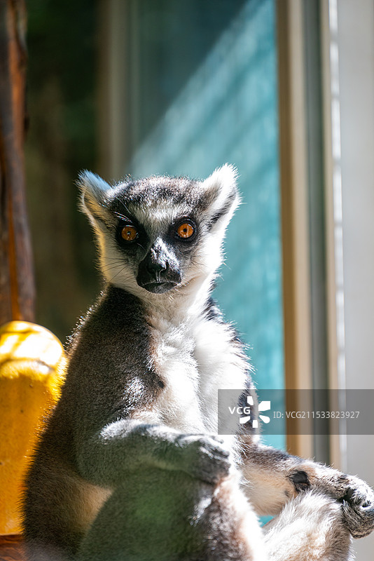 北京动物园的动物图片素材