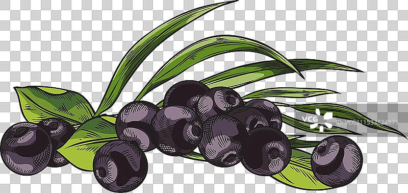 手绘的阿萨伊浆果图片素材