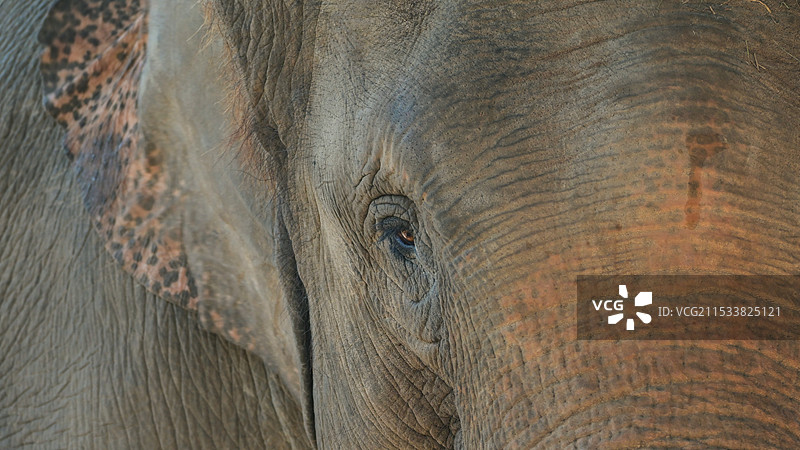 大象之眼图片素材