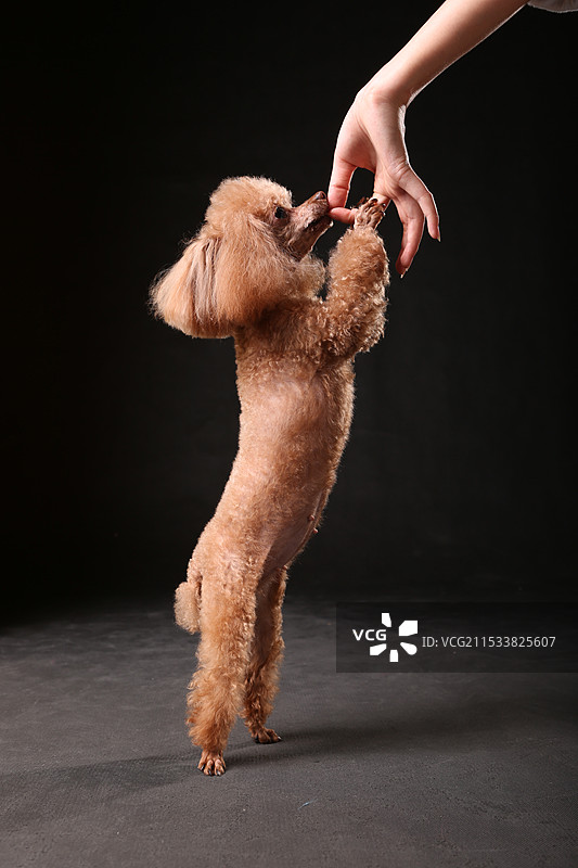 泰迪宝贝特写高清组图～图片素材