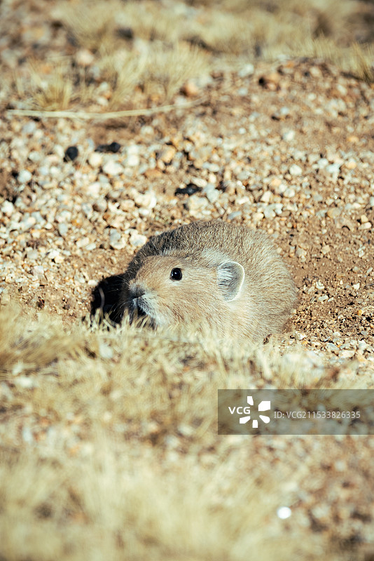 鼠兔 高原鼠兔图片素材