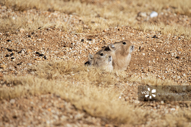 鼠兔 高原鼠兔图片素材