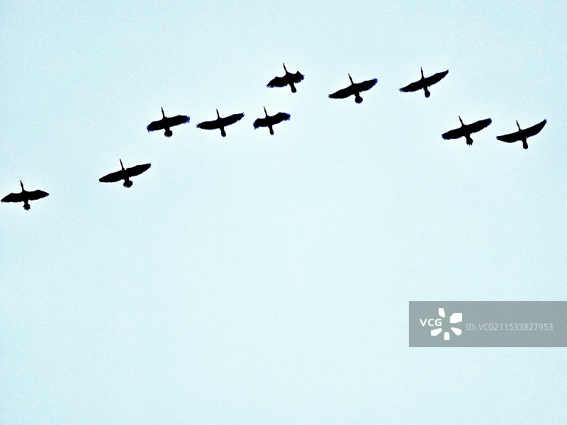 飞行编队图片素材