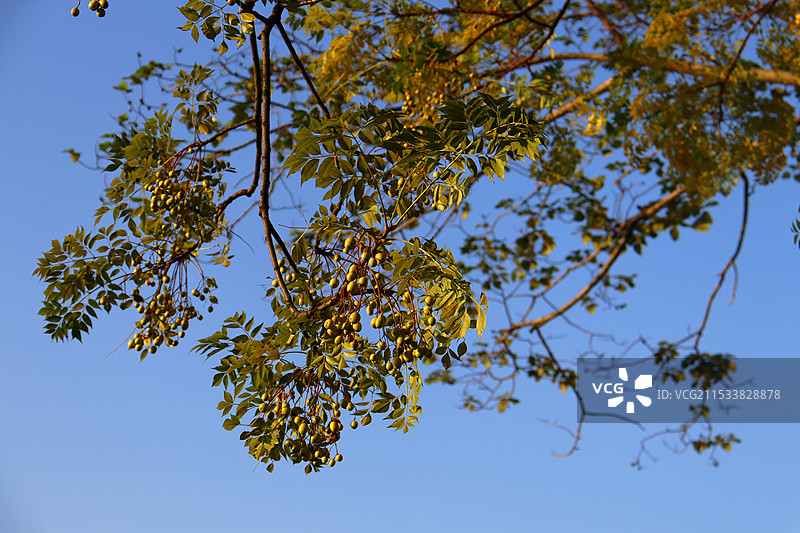 仰拍楝树蓝色背景图图片素材