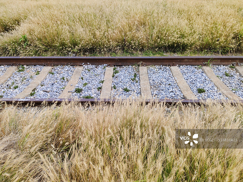 狗尾草 一大片狼尾草 花海 草海 铁路轨道图片素材