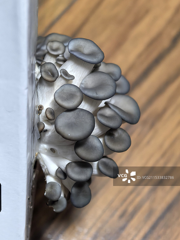 生长中的平菇，植物特写，食用菌。手机微距。图片素材