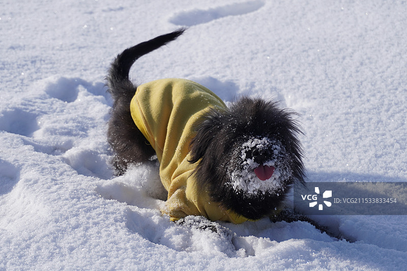 雪地狗狗图片素材