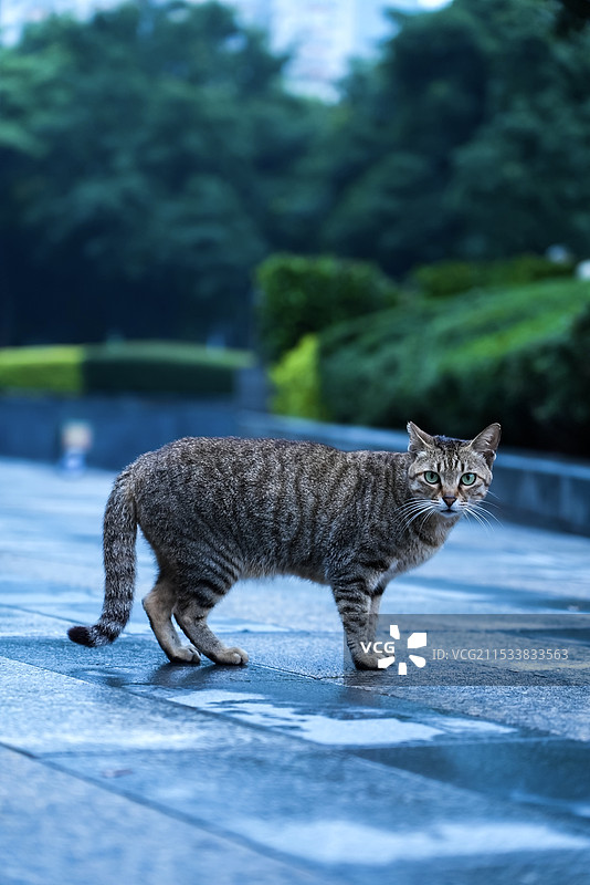 长猫了图片素材