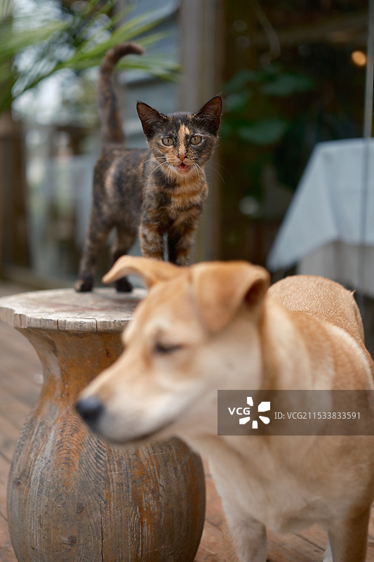 猫粮分我一半图片素材