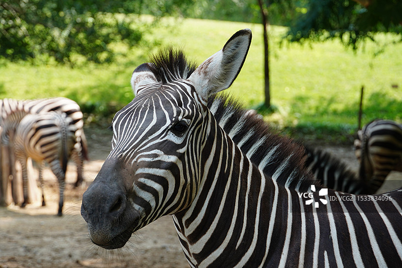 北京大兴野生动物园图片素材