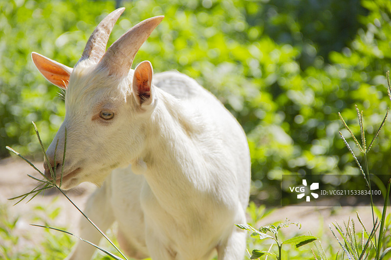 汕头巨峰景区白山羊吃草图片素材