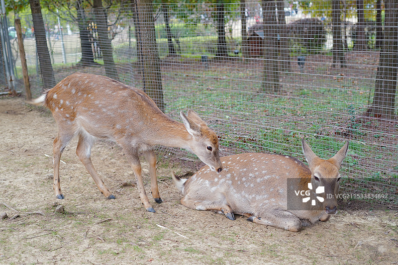 梅花鹿图片素材
