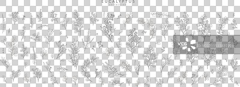 不同种类桉树的花枝图片素材