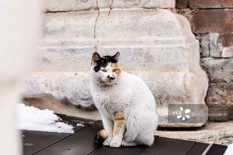 故宫御猫图片素材