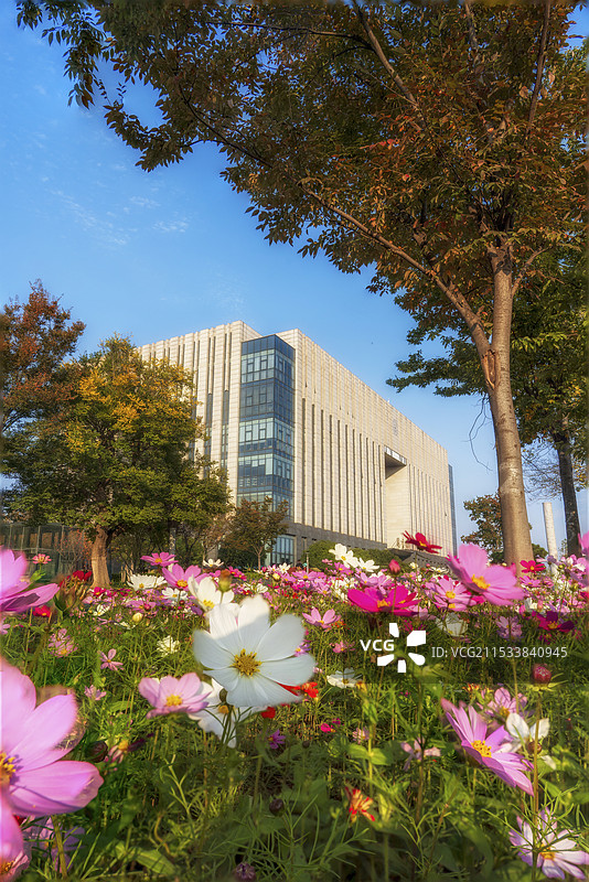 校园中的花和图书馆图片素材