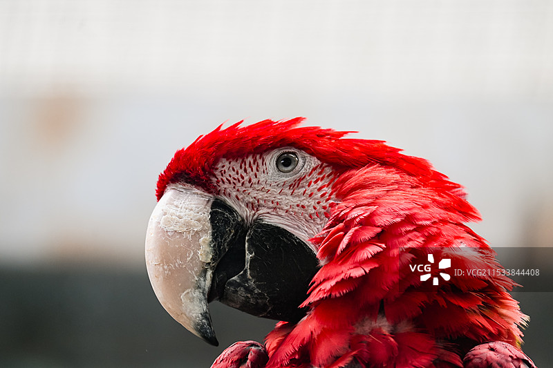 洛阳王城公园动物园的红色金刚鹦鹉特写镜头图片素材