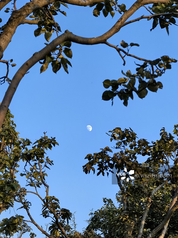 树梢上的月亮图片素材