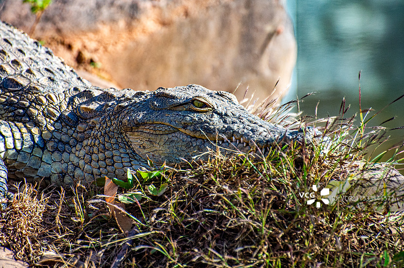 暹罗鳄头部特写图片素材