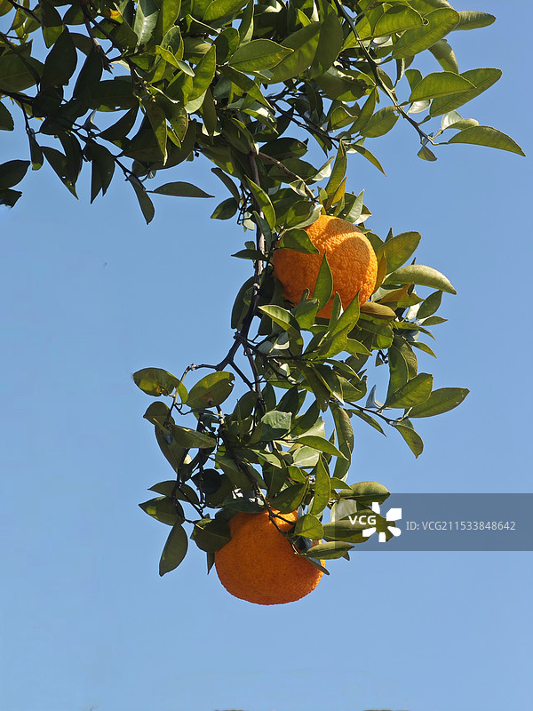 百葛园的橘图片素材