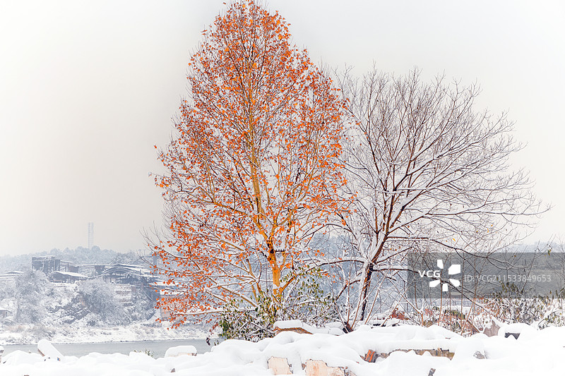 澧水河畔的雪中红枫图片素材