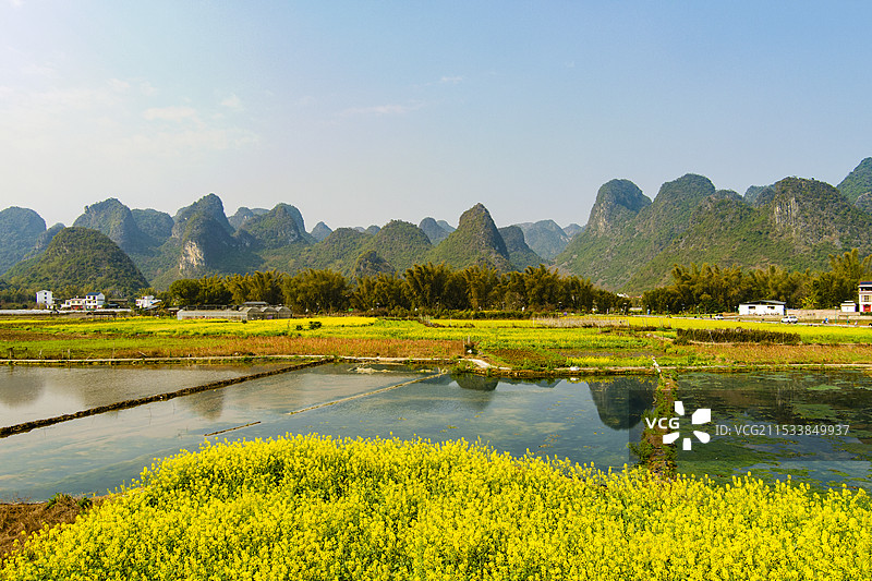 油菜花映衬山色美广西柳州市鹿寨县中渡镇大兆村石祥屯油菜花开正艳图片素材