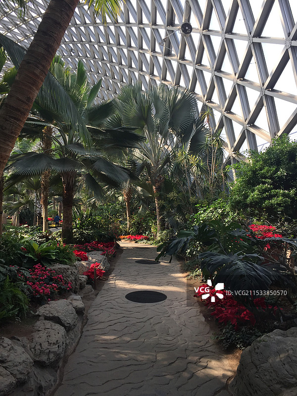 上海辰山植物园温室热带植物图片素材