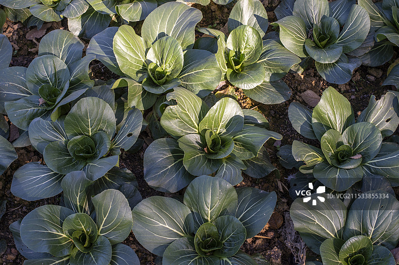 乡村菜地里种植的青菜图片素材