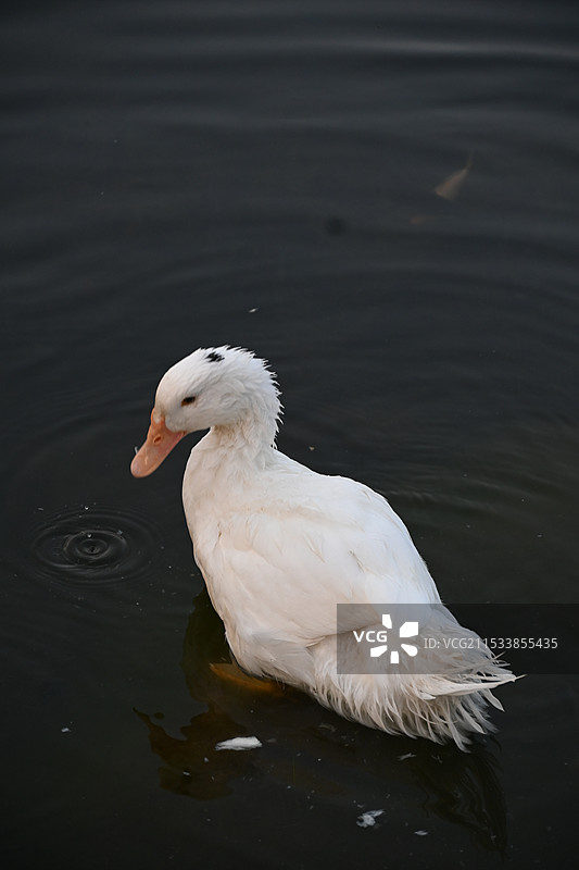 秋季清湖鸭图片素材