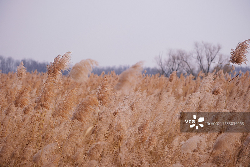 野鸭湖-各种芦苇图片素材