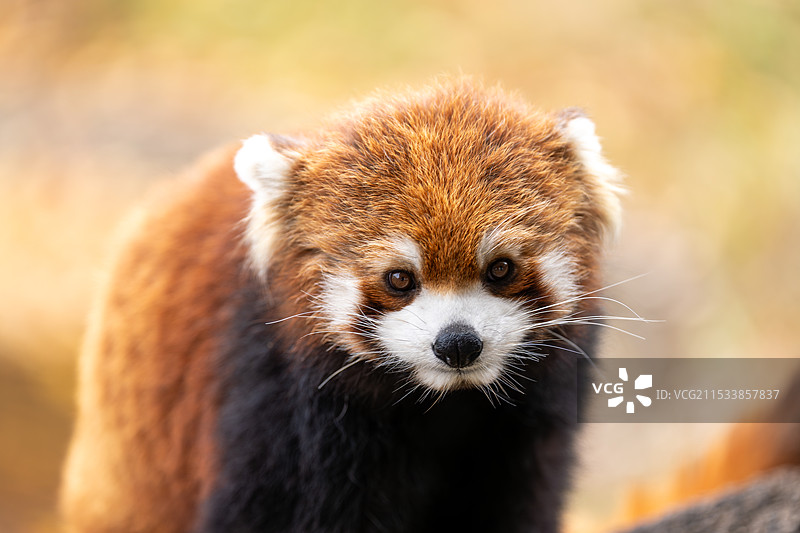 小熊猫图片素材