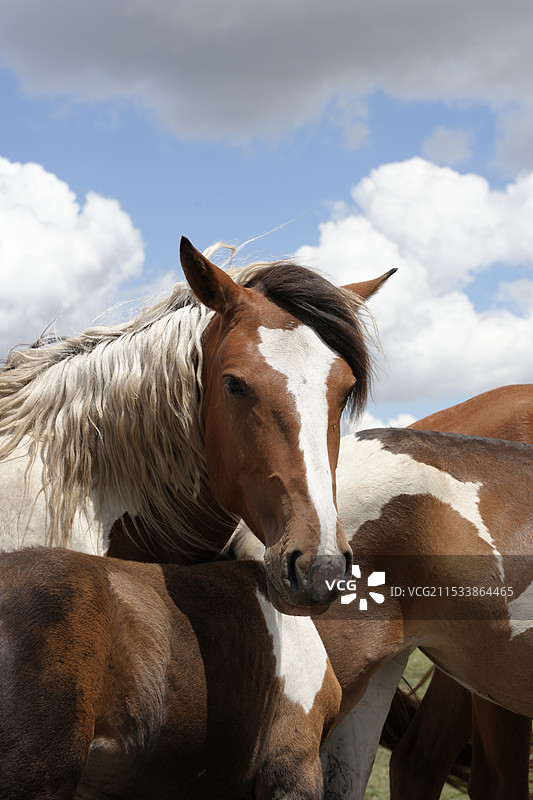 马在多云的天空中的特写镜头图片素材